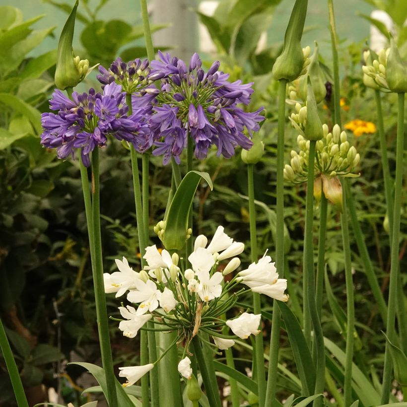 Agapanthe hybride Three Sisters (Flowering)