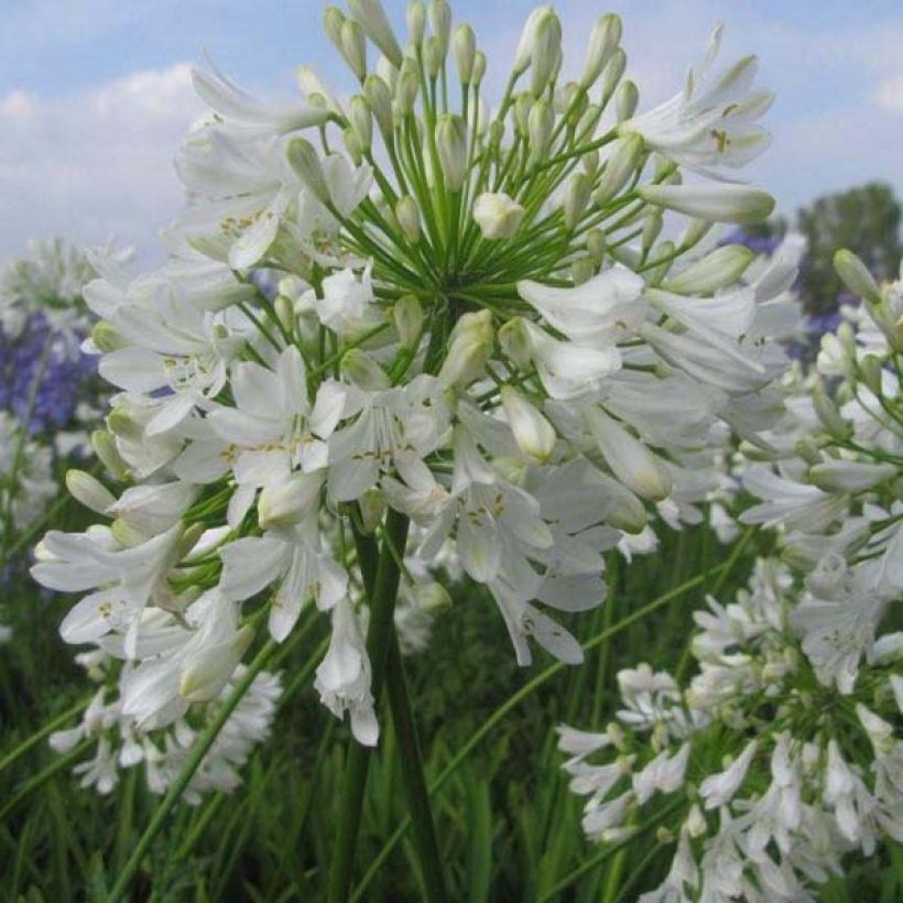 Agapanthe Ice Lolly (Plant habit)