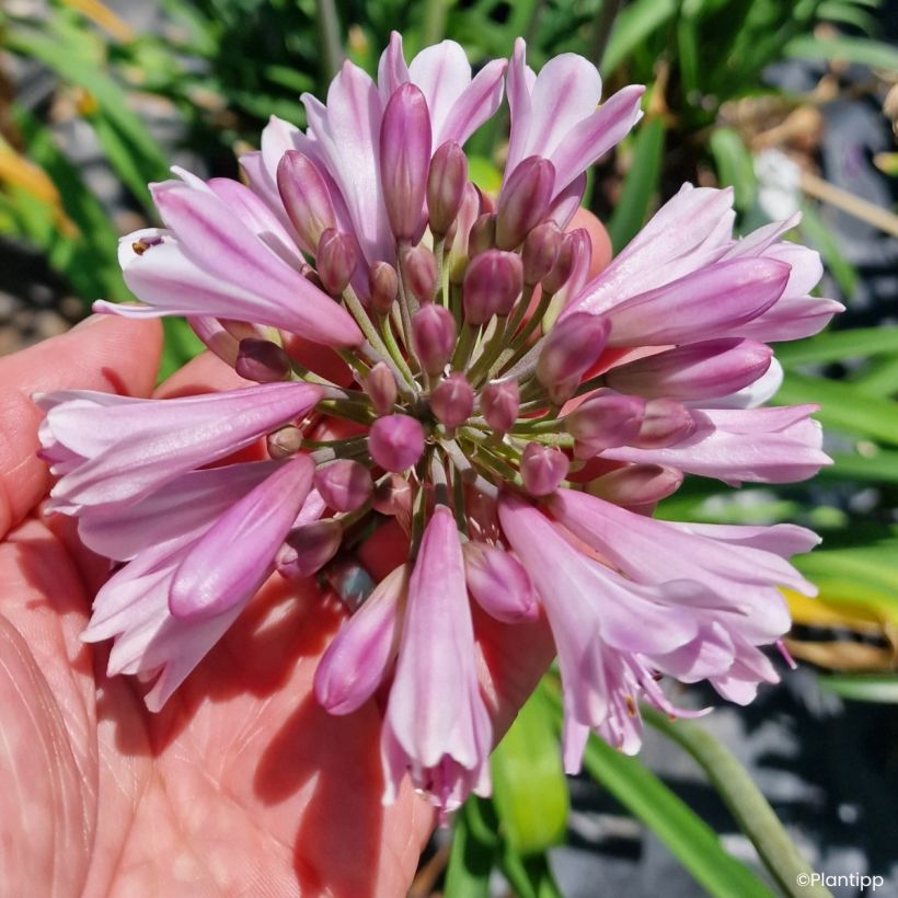 Agapanthe hybride Poppin' Pink (Flowering)