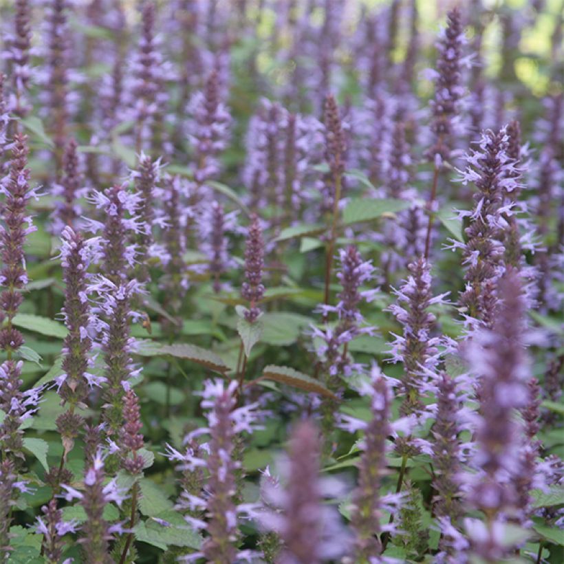 Agastache rugosa After Eight - Agastache rugueuse (Flowering)
