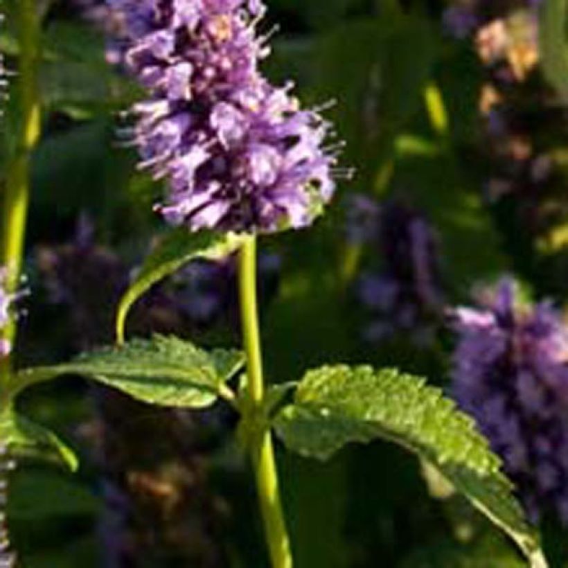 Agastache rugosa Little Adder (Foliage)