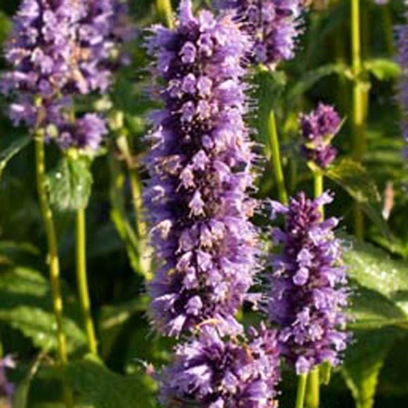 Agastache rugosa Little Adder (Flowering)