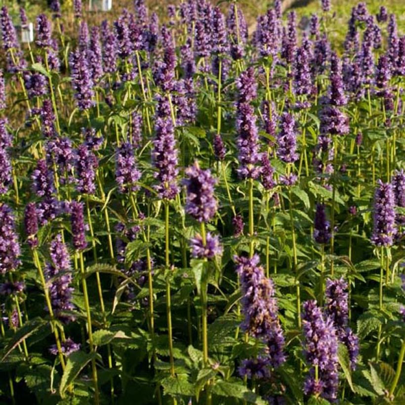 Agastache rugosa Little Adder (Plant habit)