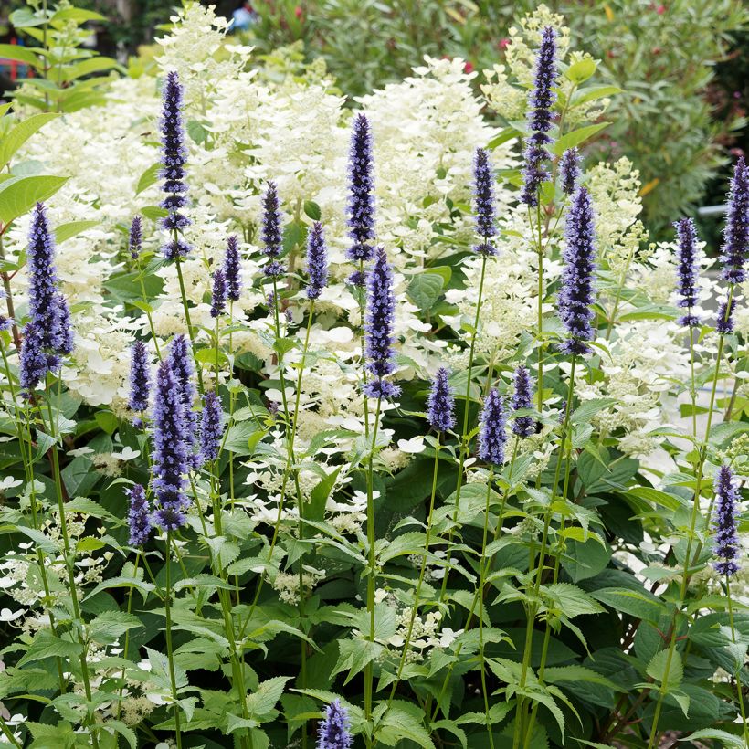 Agastache Blue Fortune (Plant habit)