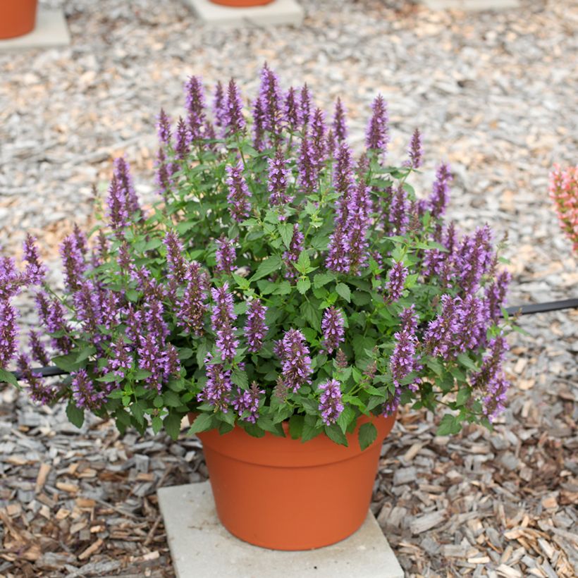 Agastache foeniculum Celestia - Hysope anisée (Plant habit)