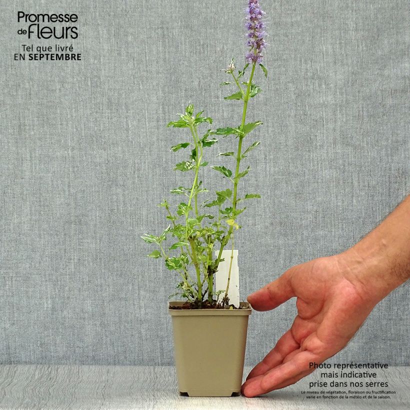 Example of Agastache Crazy Fortune Godet de 8/9 cm as you get in automne