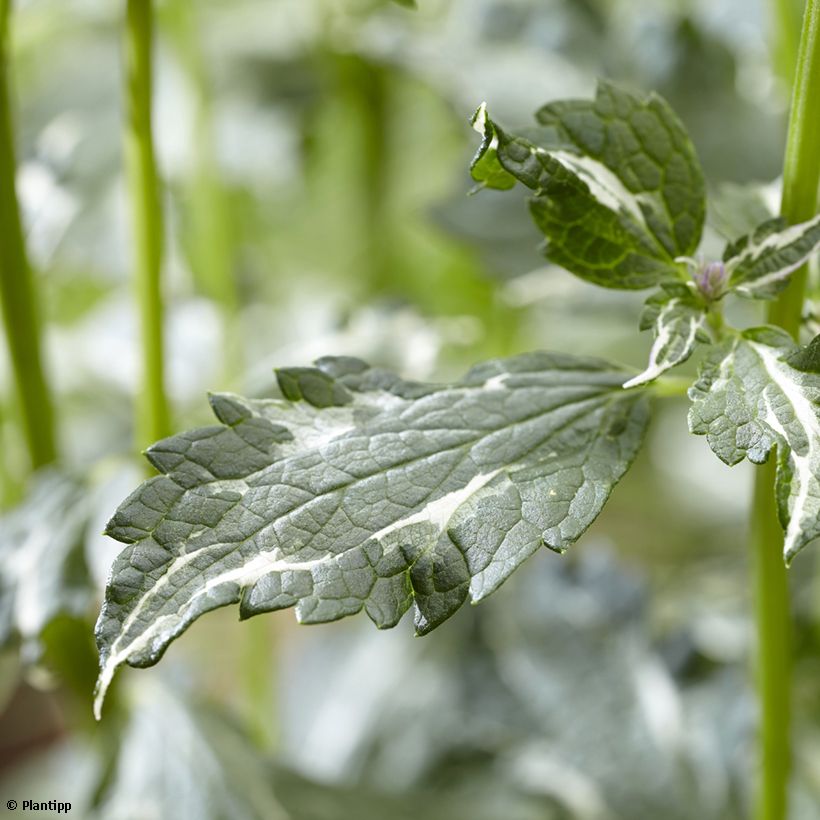 Agastache Crazy Fortune (Foliage)