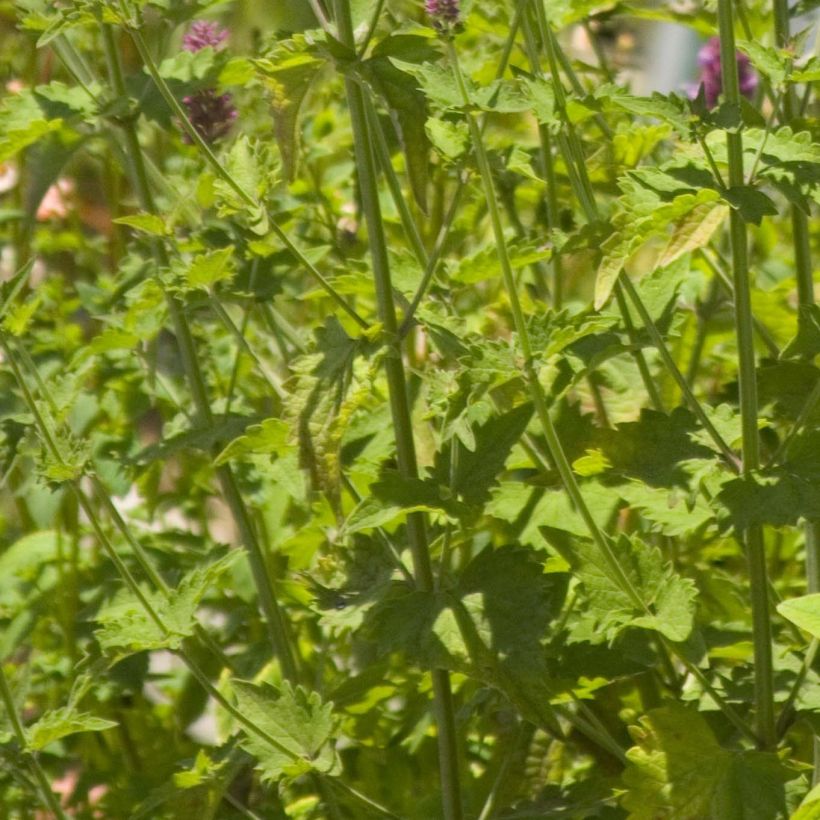 Agastache Globetrotter - Agastache (Foliage)