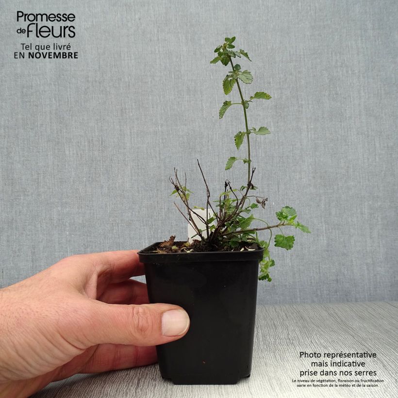 Example of Agastache Kudos Mandarin Godet de 8/9 cm as you get in automne