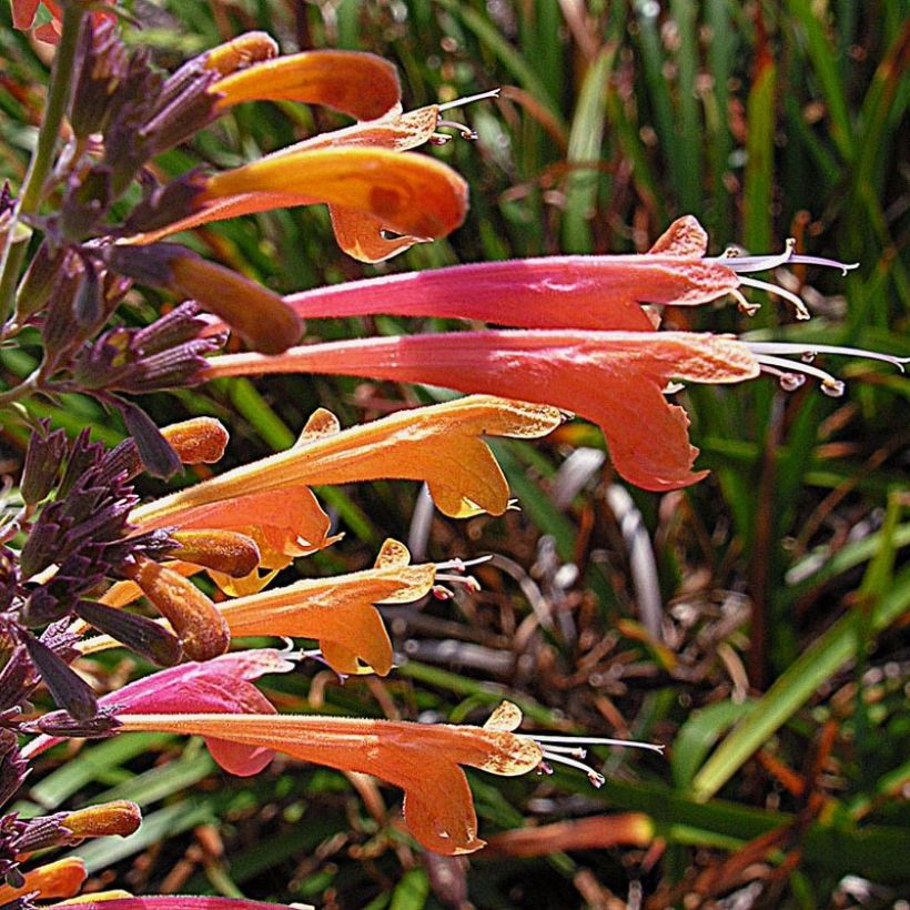 Agastache aurantiaca Tango - Agastache dorée (Flowering)