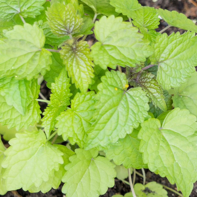 Agastache foeniculum (anisata) - Anis hysope (Foliage)