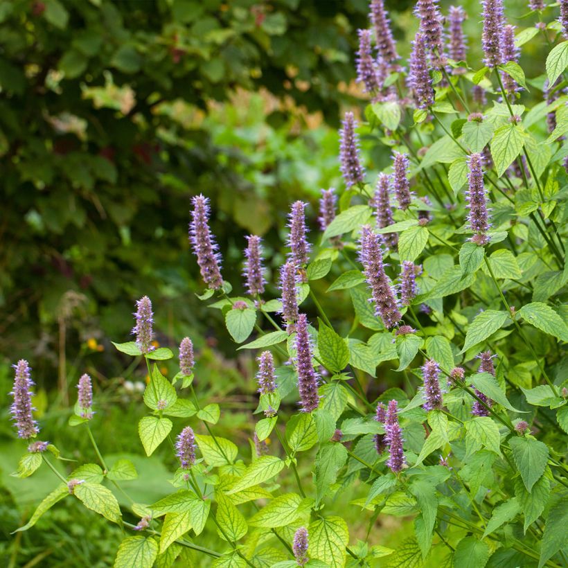 Agastache foeniculum (anisata) - Anis hysope (Plant habit)
