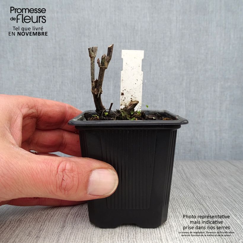 Example of Agastache rugosa Alabaster Godet de 8/9 cm as you get in automne