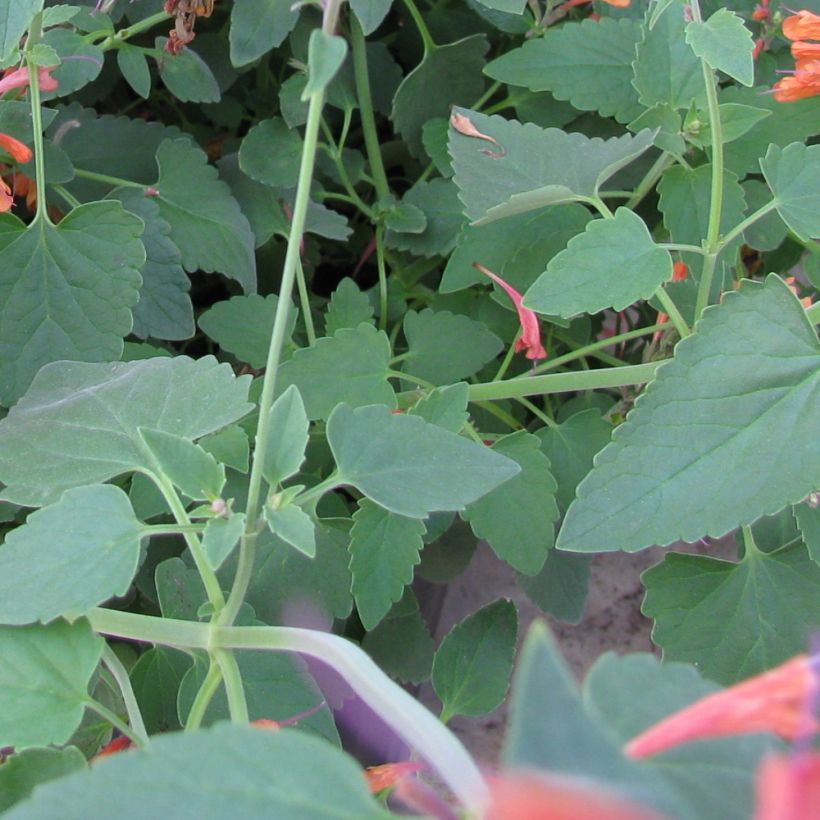 Agastache rupestris (Foliage)