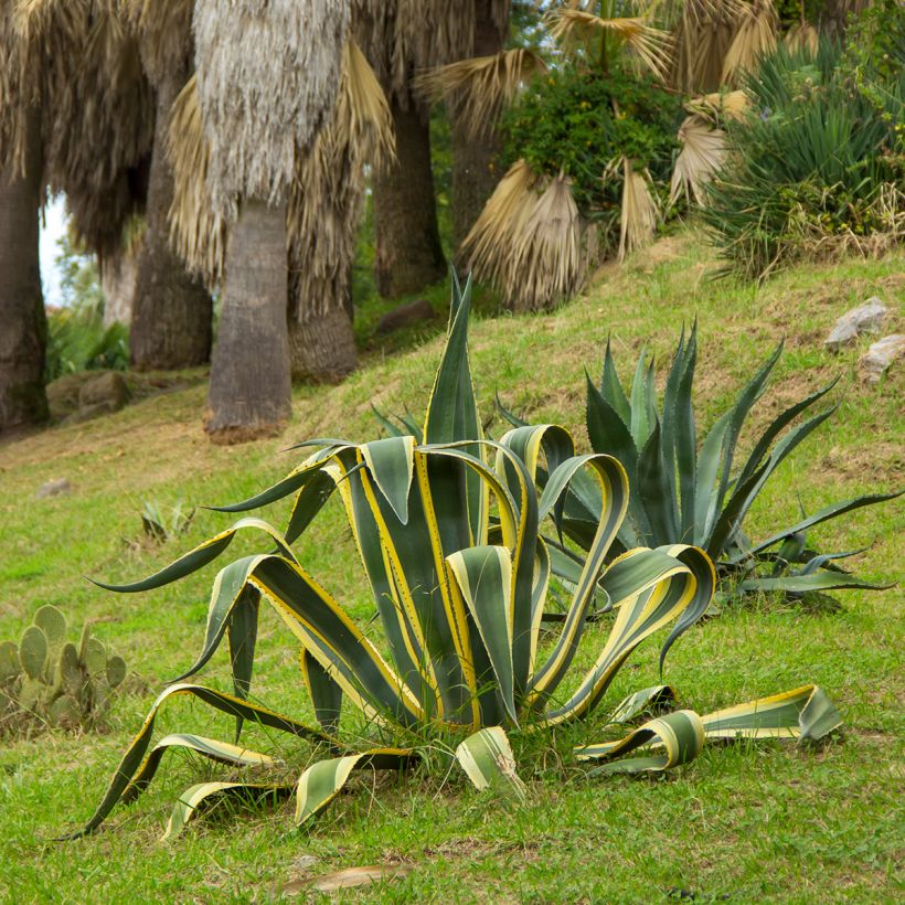 Agave americana Variegata - Agave d'Amérique (Plant habit)