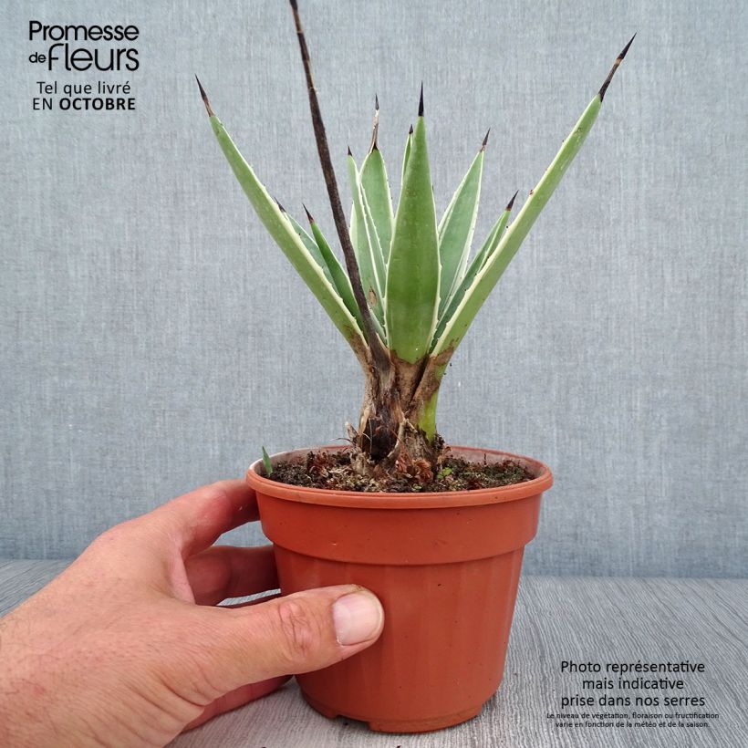 Example of Agave angustifolia Marginata Pot de 12 cm / 13 cm as you get in automne