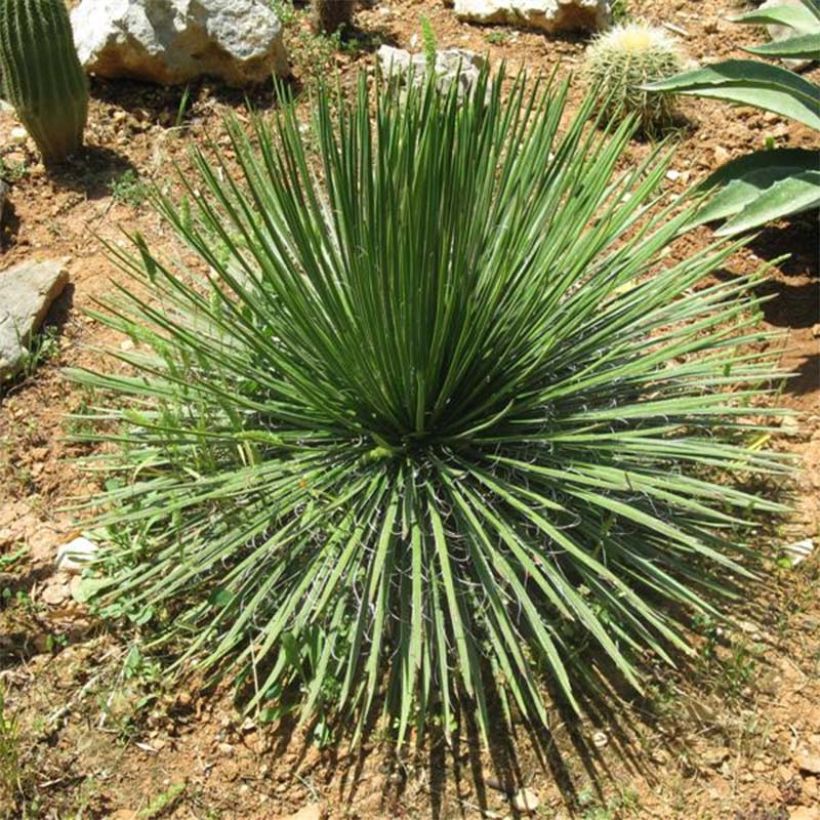 Agave geminiflora - Agave à fleurs jumelles (Plant habit)
