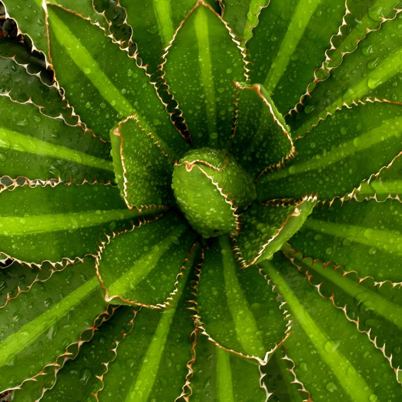 Agave lophantha Splendida - Agave bicolore (Foliage)