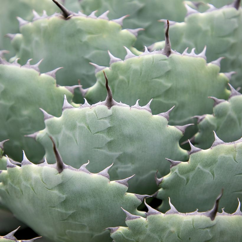Agave potatorum (Foliage)