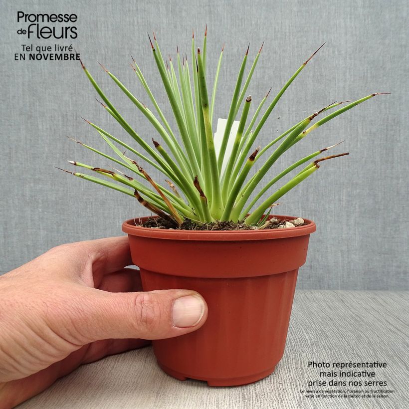 Example of Agave stricta Nana Pot de 12 cm / 13 cm as you get in automne