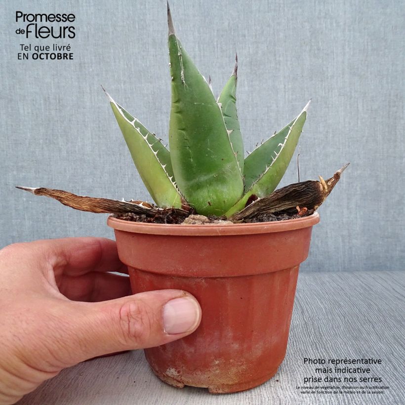 Example of Agave titanota Pot de 12 cm / 13 cm as you get in automne