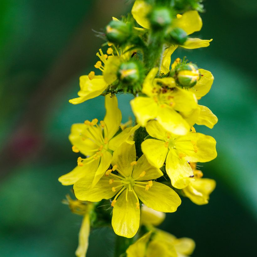 Aigremoine eupatoire - Agrimonia eupatoria (Flowering)