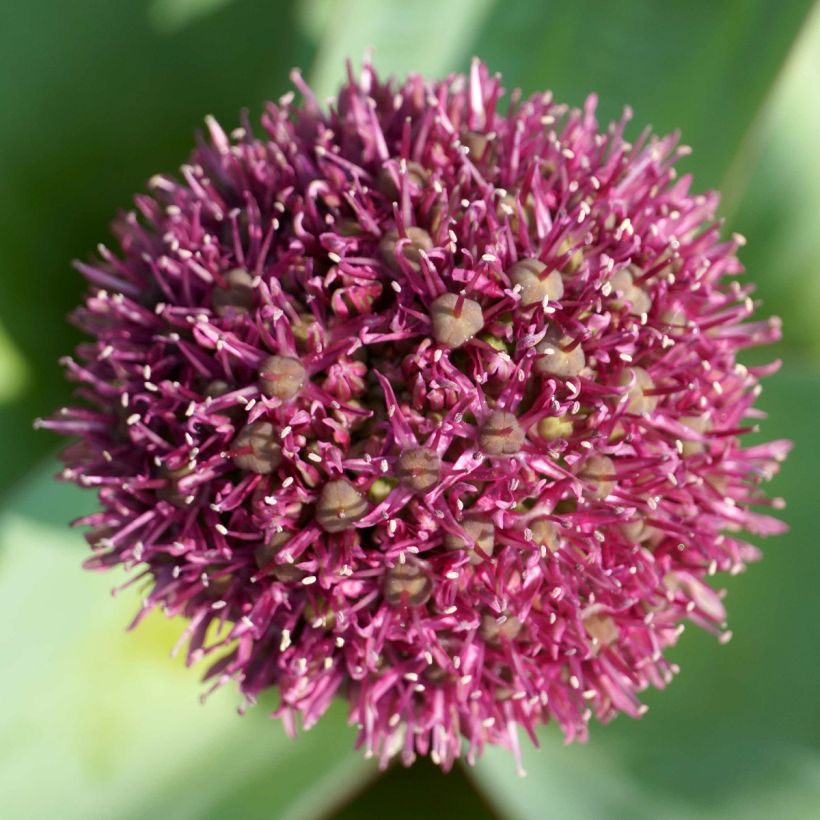 Ail d'ornement - Allium Ostara (Flowering)