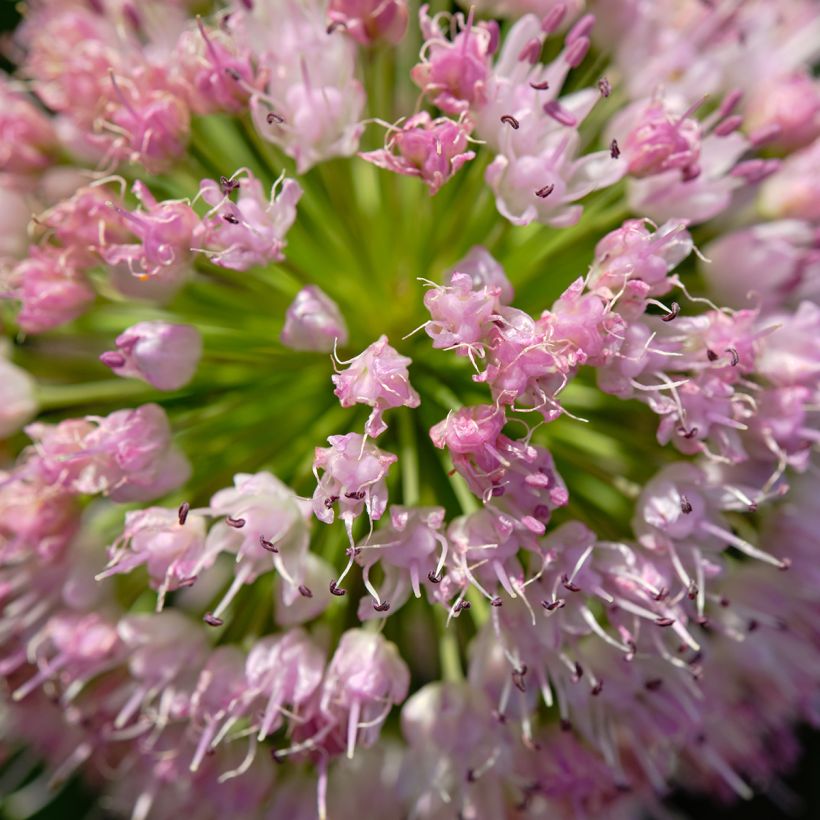 Ail d'ornement - Allium angulosum ou acutangulum (Flowering)