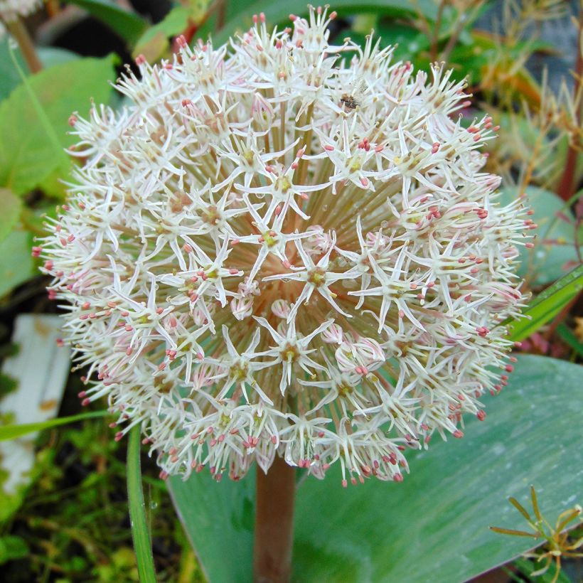 Allium karataviense - Ail d'ornement du Turkestan (Flowering)