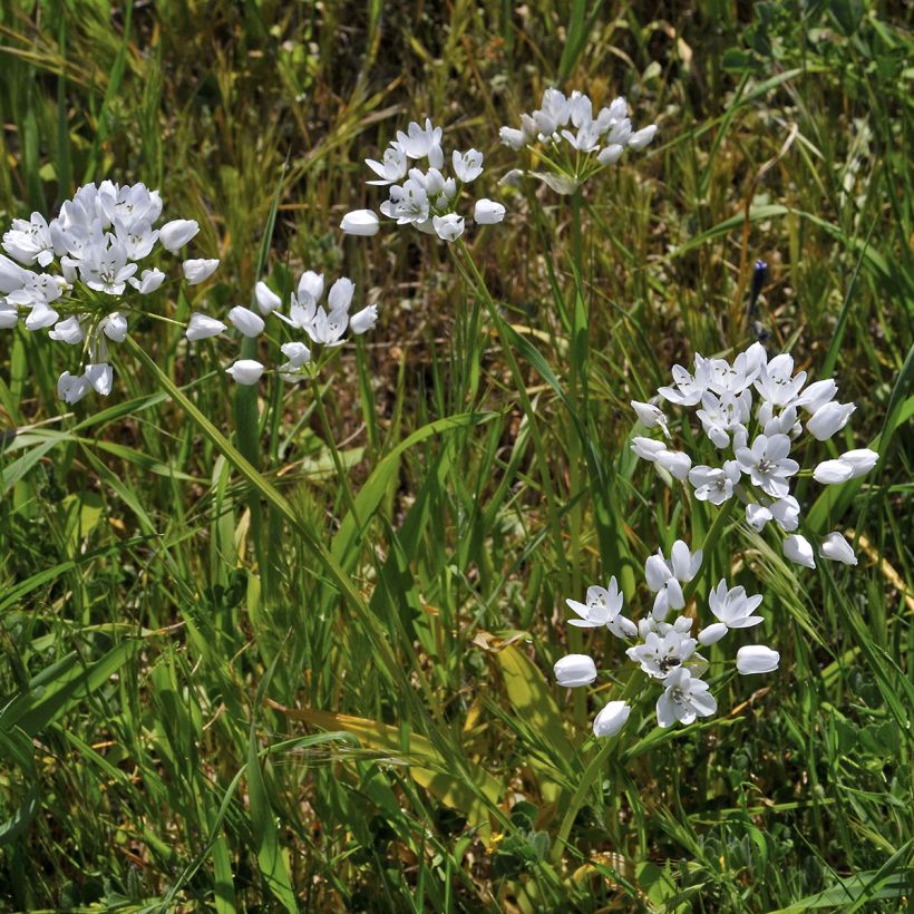 Ail d'ornement - Allium neapolitanum (Plant habit)