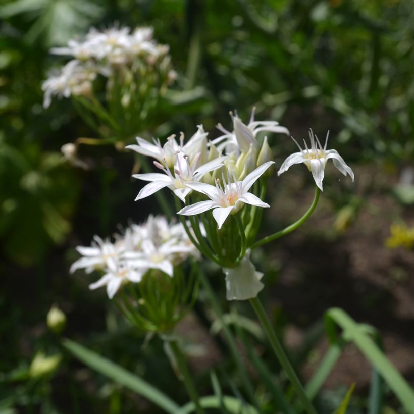 Ail d'ornement - Allium plummerae (Flowering)