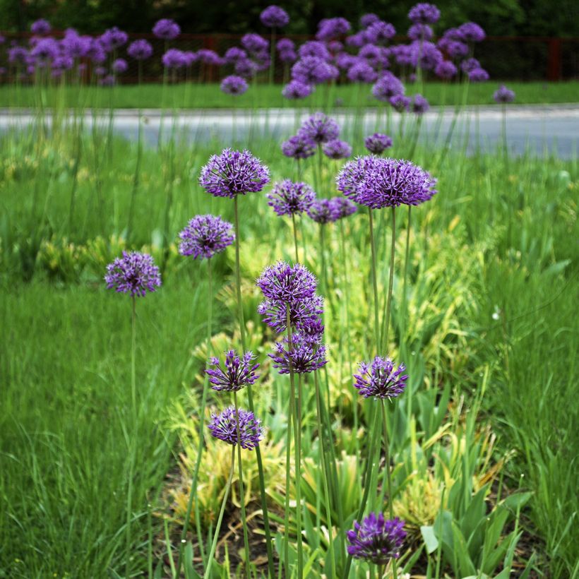 Ail d'ornement - Allium stipitatum Violet Beauty (Plant habit)