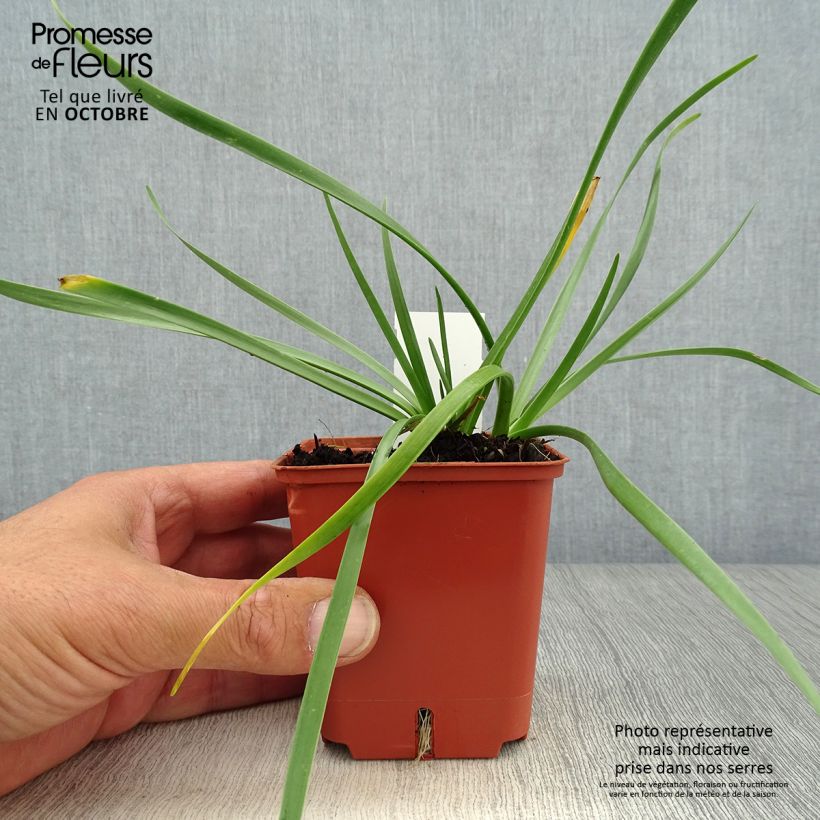 Example of Ail d'ornement - Allium senescens Avatar Godet de 7/8 cm size I as you get in automne