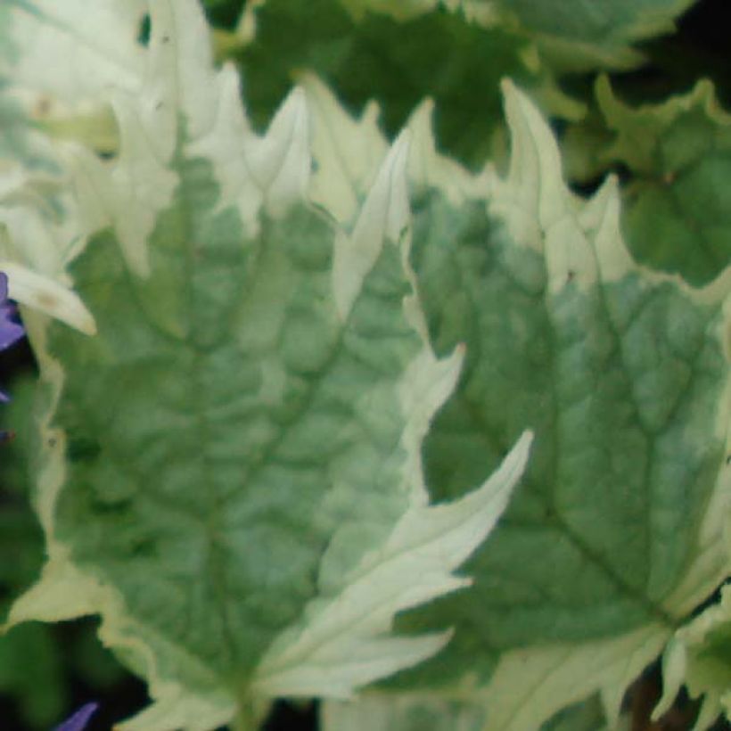 Bugle incisé - Ajuga incisa Frosted Jade (Foliage)