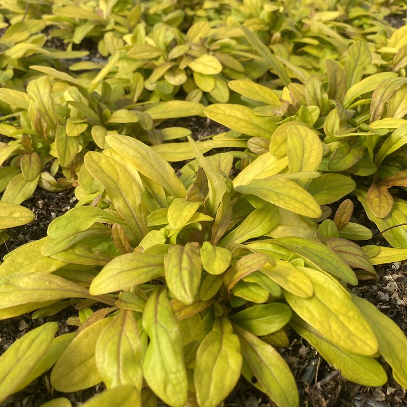 Ajuga Petite Parakeet - Bugle rampante (Foliage)