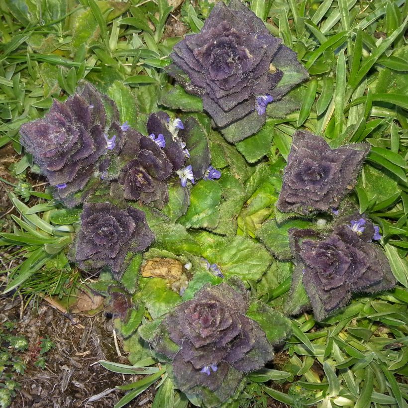 Ajuga pyramidalis - Bugle pyramidale (Foliage)