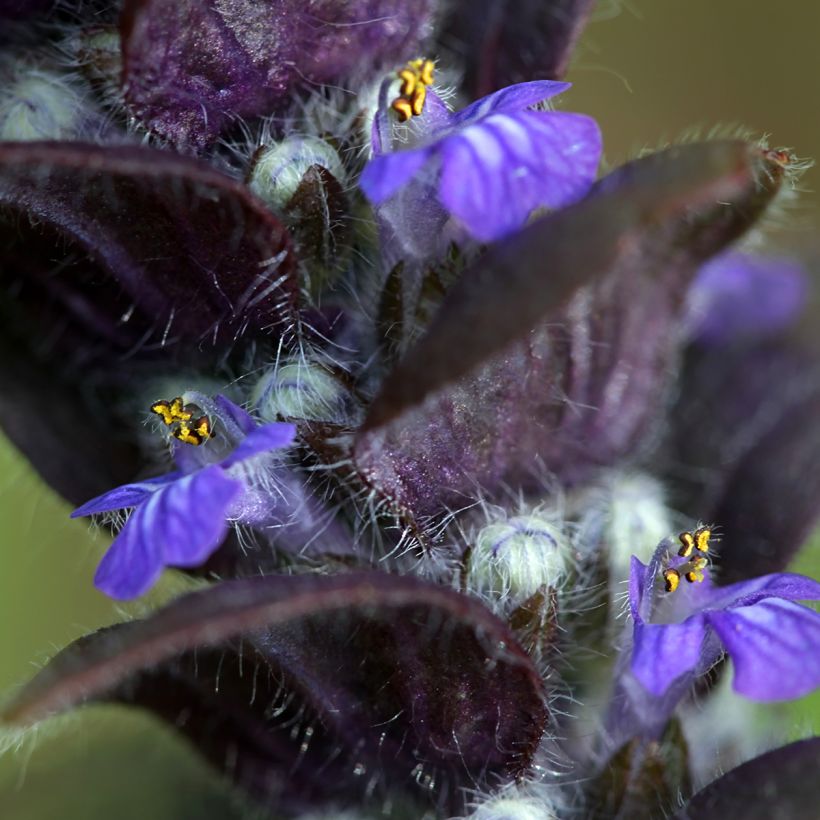 Ajuga pyramidalis - Bugle pyramidale (Flowering)