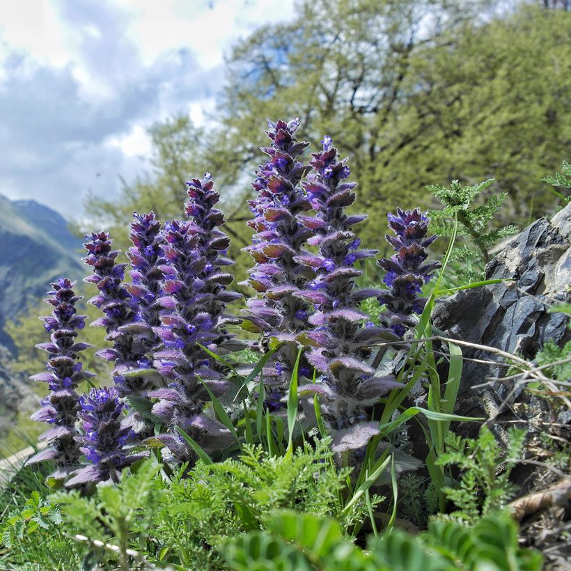 Ajuga pyramidalis - Bugle pyramidale (Plant habit)