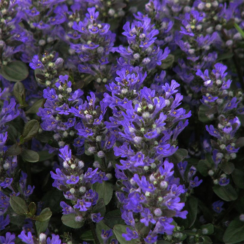 Bugle rampante, Ajuga reptans Braunherz (Flowering)