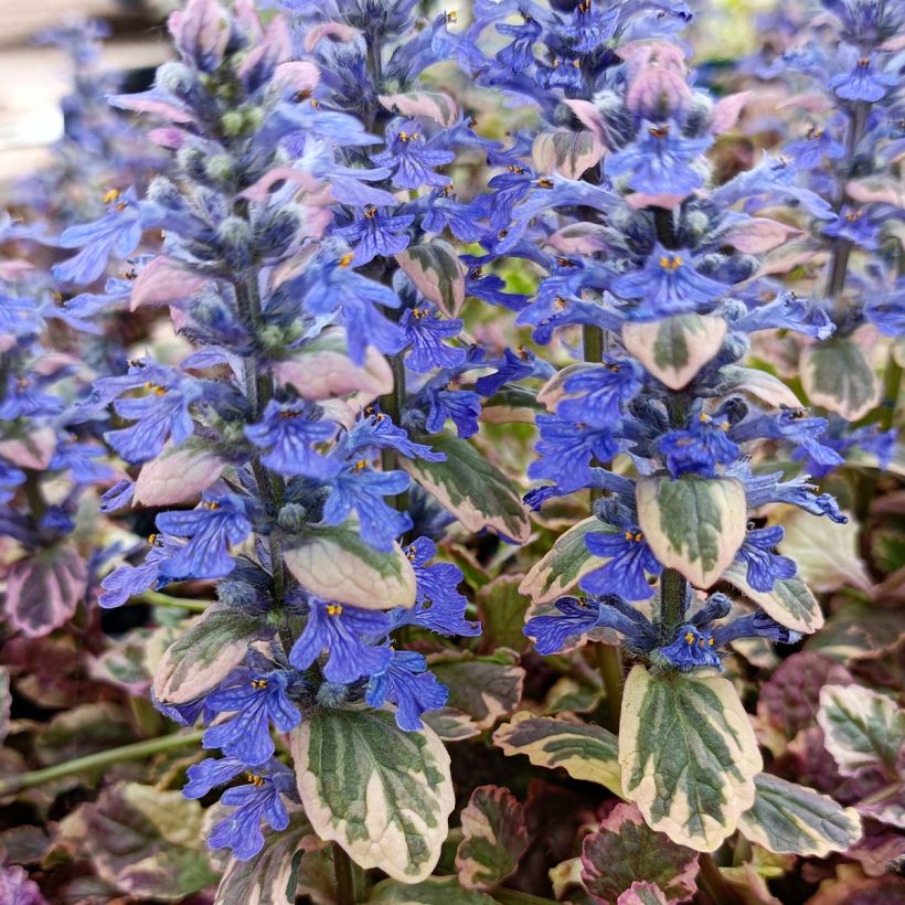 Bugle rampante - Ajuga reptans Burgundy Glow (Flowering)