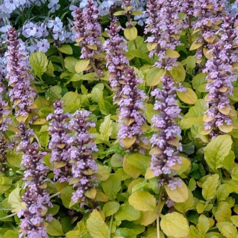 Bugle rampante - Ajuga reptans Gold Chang (Flowering)