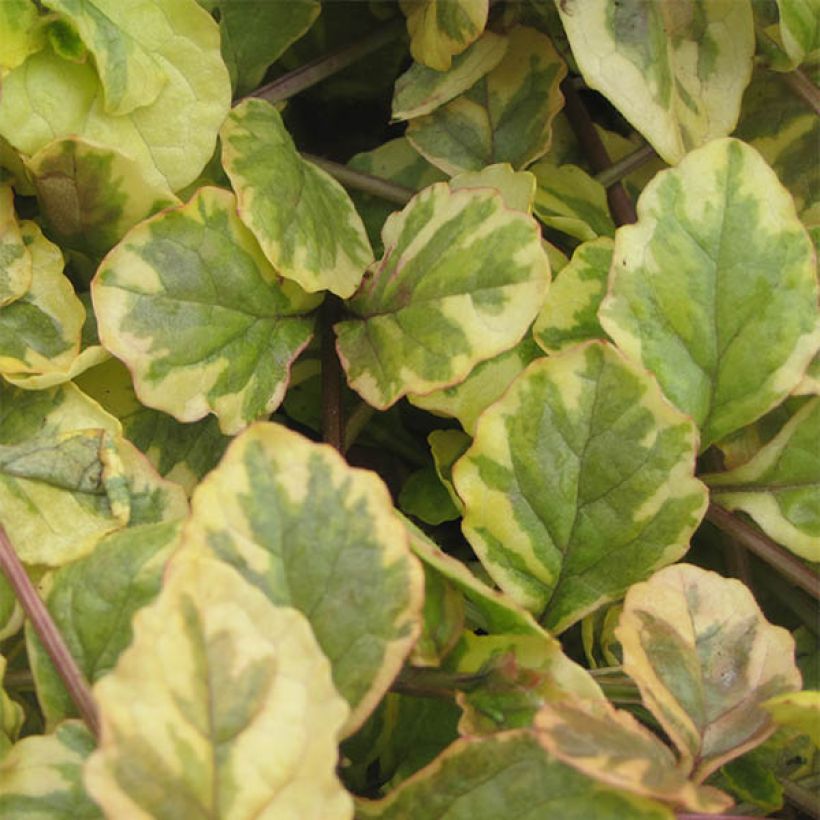 Bugle rampante - Ajuga reptans Golden Glow (Foliage)