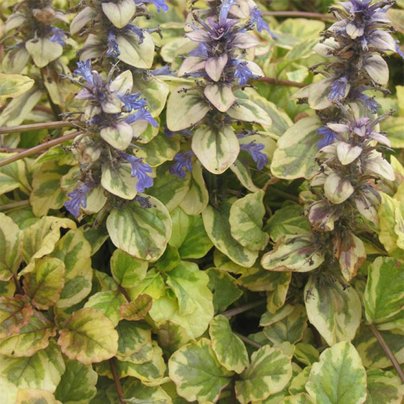 Bugle rampante - Ajuga reptans Golden Glow (Plant habit)