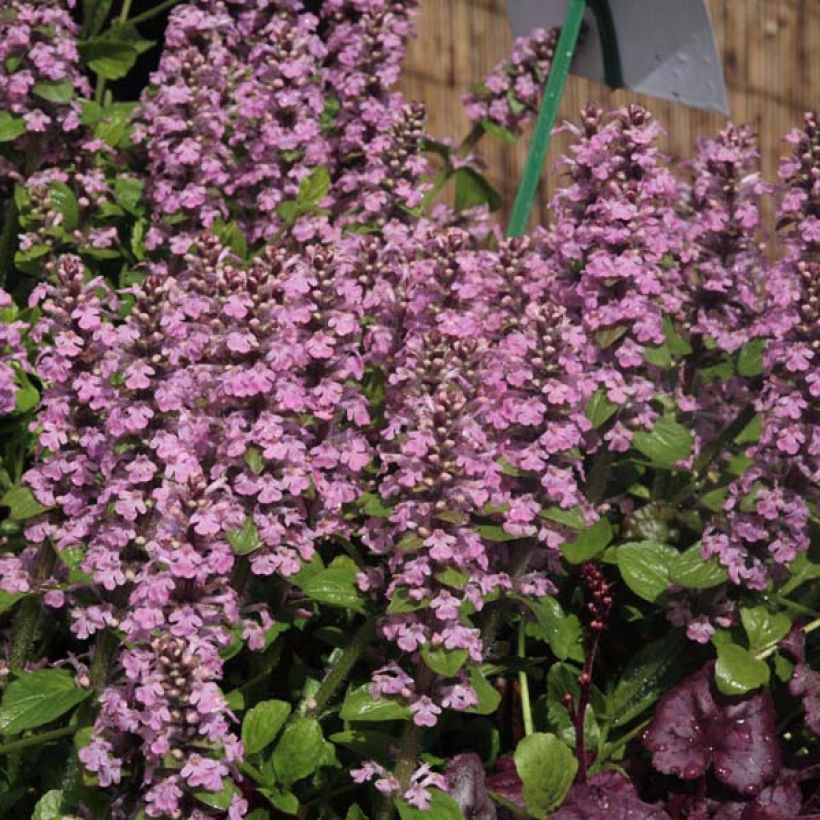 Bugle rampante - Ajuga reptans Purple Torch (Plant habit)