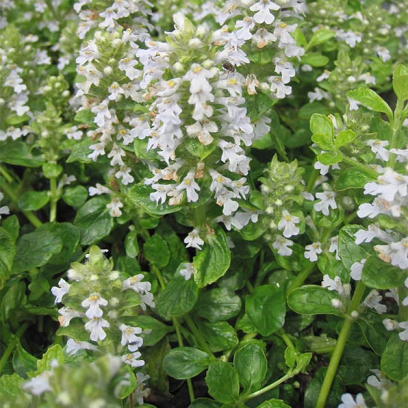 Bugle rampante - Ajuga reptans Sanne (Plant habit)