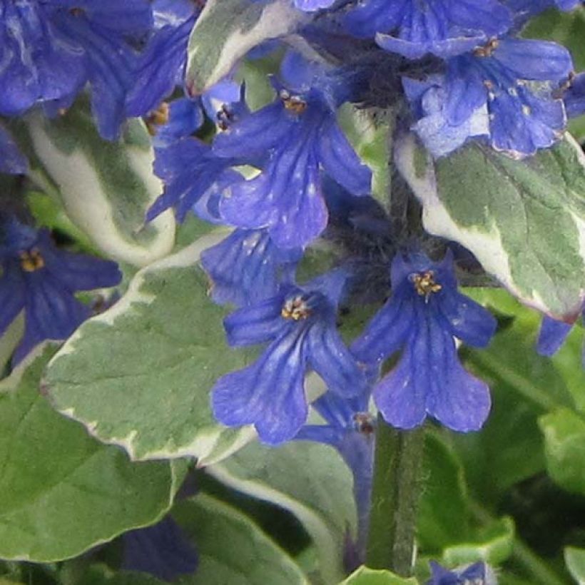 Bugle rampante panachée - Ajuga reptans Variegata (Flowering)