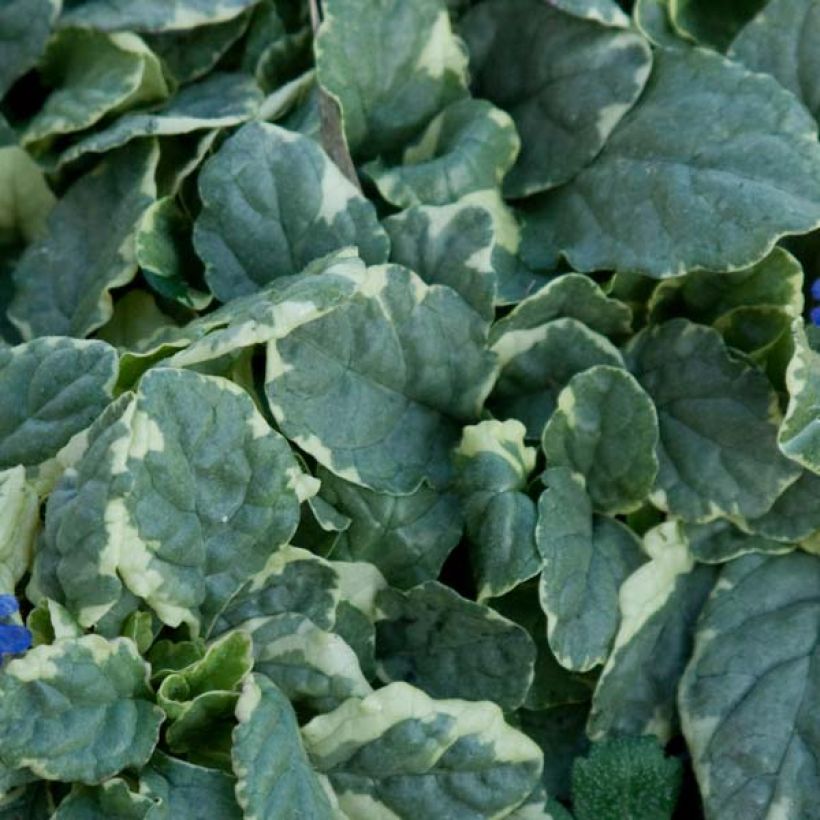 Bugle rampante panachée - Ajuga reptans Variegata (Foliage)