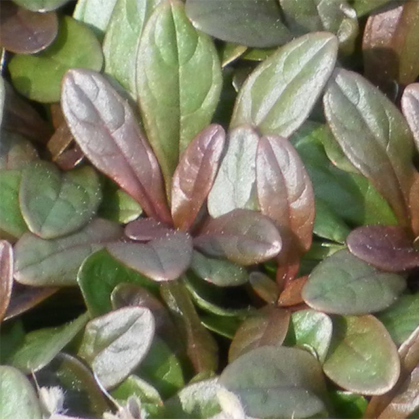 Bugle rampante - Ajuga tenorii Chocolate Chip (Valfredda) (Foliage)