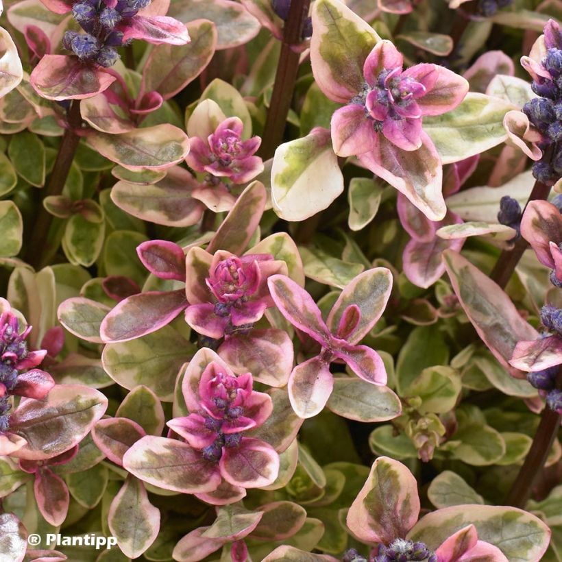 Bugle rampante - Ajuga tenorii Princess Nadia (Foliage)