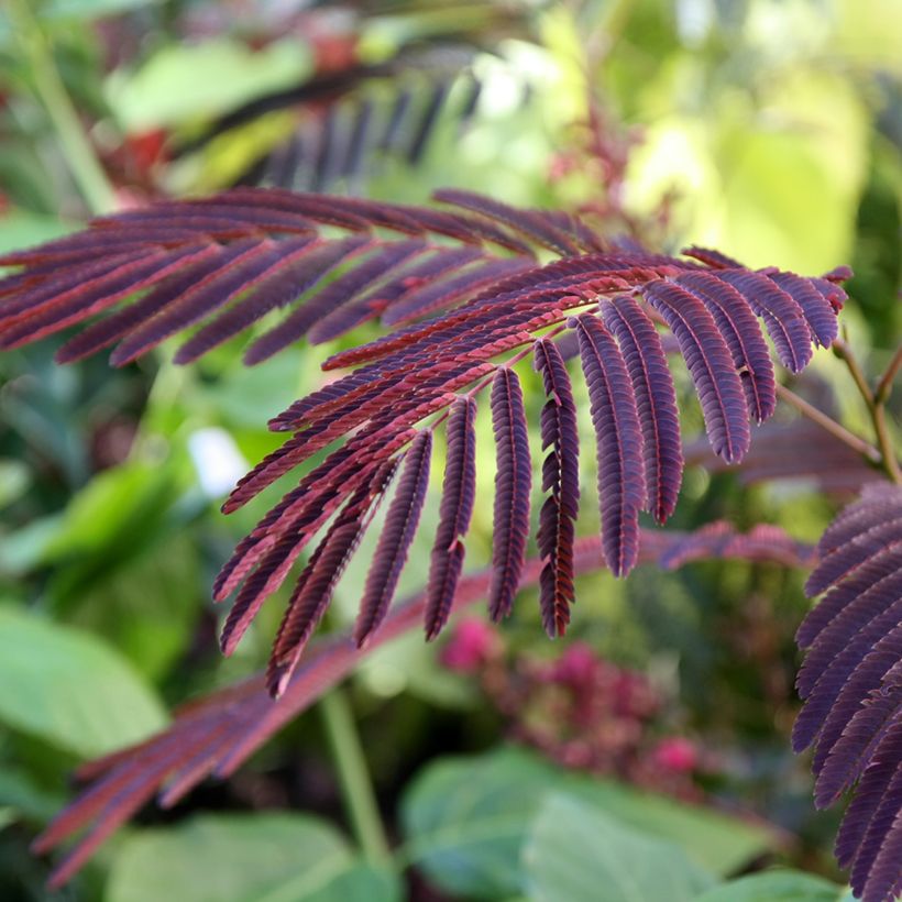 Albizia julibrissin Evey's Pride - Arbre de soie (Foliage)